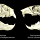 Comparison of aye-aye and squirrel skulls